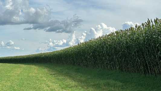 Novo híbrido de sorgo forrageiro chega ao mercado com foco em alta produtividade