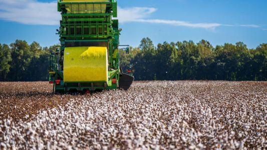 Colheita de algodão