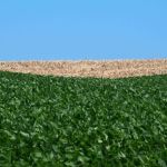 RS autorizou o plantio de quase 38 mil hectares de soja fora do calendário
