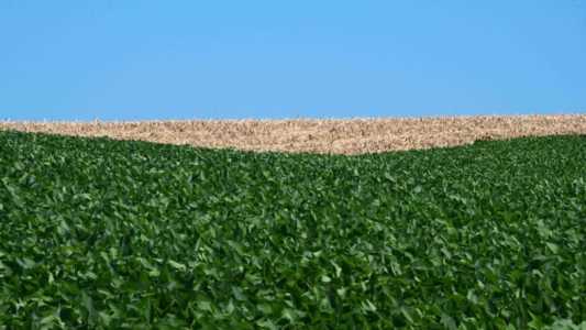 RS autorizou o plantio de quase 38 mil hectares de soja fora do calendário