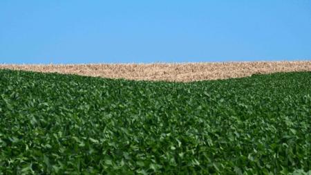 RS autorizou o plantio de quase 38 mil hectares de soja fora do calendário