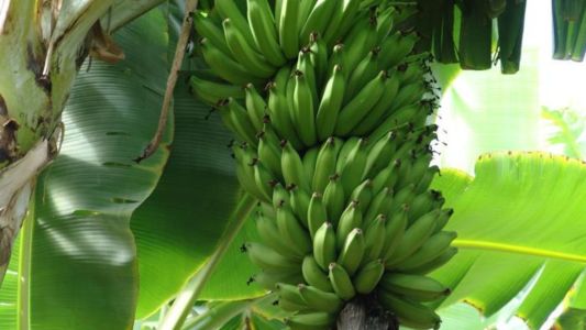 Planejamento antecipado é decisivo para o sucesso na fruticultura, explica Emater-MG