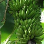 Planejamento antecipado é decisivo para o sucesso na fruticultura, explica Emater-MG