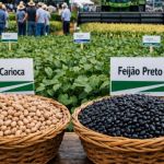 Embrapa lança quatro novas cultivares de feijão com foco em produtividade