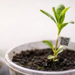 IMA regulamenta o comércio ambulante de mudas com tecnologia de QR code