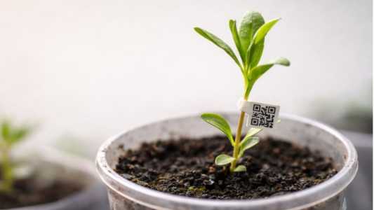IMA regulamenta o comércio ambulante de mudas com tecnologia de QR code