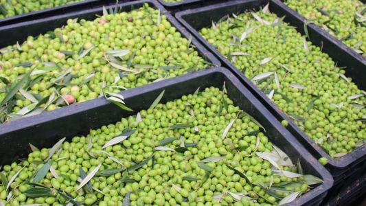 Colheita em Maria da Fé, no Sul de Minas