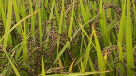 Embrapa lança primeiro Arroz Preto com foco em valor nutricional