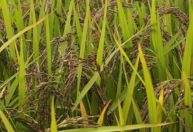 Embrapa lança primeiro Arroz Preto com foco em valor nutricional
