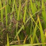 Embrapa lança primeiro Arroz Preto com foco em valor nutricional