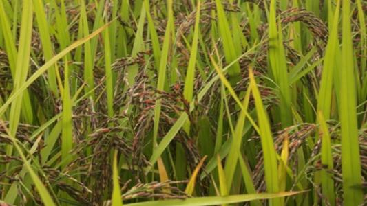 Embrapa lança primeiro Arroz Preto com foco em valor nutricional