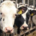 Planejamento forrageiro contribui para a gestão eficiente na pecuária de leite