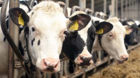 Planejamento forrageiro contribui para a gestão eficiente na pecuária de leite