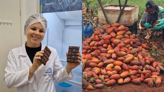 Expectativa é que sejam feitos testes com o cacau adquirido de agricultores dos municípios de Janaúba e Jaíba