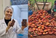Cacau no Norte de Minas: Região produz primeiro chocolate e mira 15 mil hectares