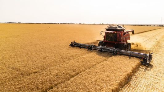 Trigo tropical está trazendo bons resultados no Cerrado