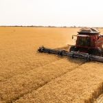 Planejamento é crucial para a rentabilidade do trigo tropical no Cerrado