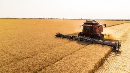 Trigo tropical está trazendo bons resultados no Cerrado
