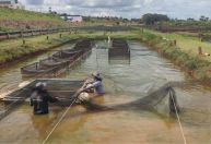 Tilápia em SP atinge R$ 494 milhões e governo reforça barreira contra vírus letal