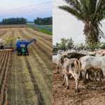 VBP da agropecuária deve cair 4,6%, com faturamento de R$ 1,4 trilhão em 2026