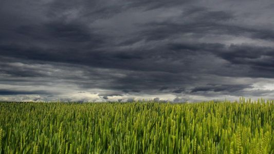 Chuvas favorecem lavouras, mas atrasam plantio do milho em parte do país
