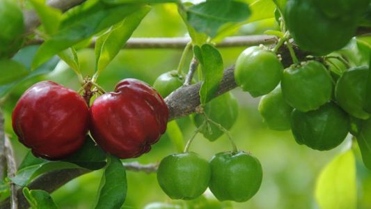 Brasil é o maior produtor e exportador mundial de acerola