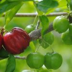 Manejo de abelha nativa pode aumentar produção de acerola no Semiárido em mais de 30%