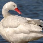 RS confirma gripe aviária no Taim; comércio de frango e ovos segue seguro