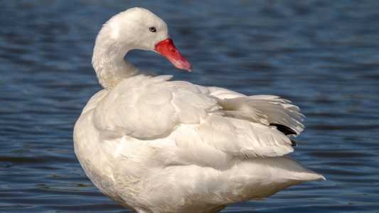 Vírus foi identificado em aves silvestres da espécie Coscoroba coscoroba, conhecidas como cisne-coscoroba