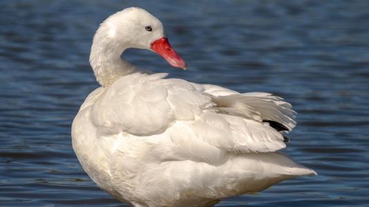 Vírus foi identificado em aves silvestres da espécie Coscoroba coscoroba, conhecidas como cisne-coscoroba