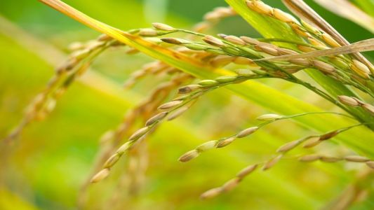 Arroz sobe em fevereiro no Rio Grande do Sul, mas liquidez segue baixa