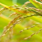 Arroz sobe em fevereiro no Rio Grande do Sul, mas liquidez segue baixa