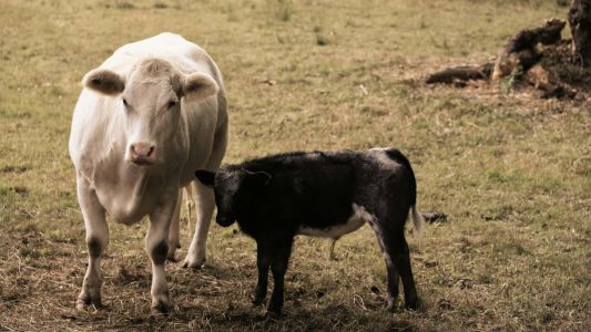 Bezerro dispara e atinge maior preço real desde 2021: veja os valores