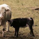 Bezerro dispara e atinge maior preço real desde 2021: veja os valores