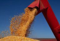 Guerra no Oriente Médio preocupa exportações de milho do Brasil para o Irã