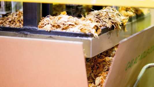 Exportações de tabaco do Brasil batem recorde e somam US$ 3,38 bilhões em 2025