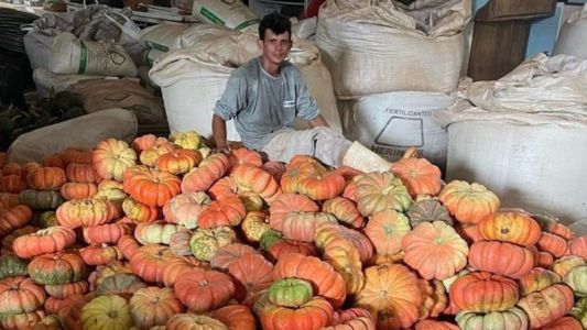 Produção de abóbora movimenta R$ 106,5 milhões em 330 municípios do PR