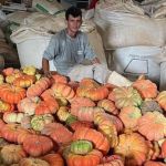 Produção de abóbora movimenta R$ 106,5 milhões em 330 municípios do PR