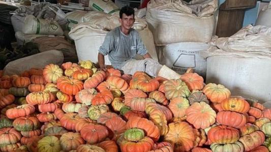 Produção de abóbora movimenta R$ 106,5 milhões em 330 municípios do PR