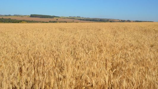 Plantio do trigo safrinha começa no Cerrado e exige atenção ao clima e manejo