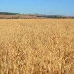 Plantio do trigo safrinha começa no Cerrado e exige atenção ao clima e manejo