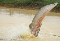 Pirarucu vira 'espécie invasora': norma do Ibama causa polêmica no setor