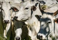 USP lança programa de genética que promete aumentar lucro da pecuária