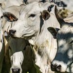 USP lança programa de genética que promete aumentar lucro da pecuária