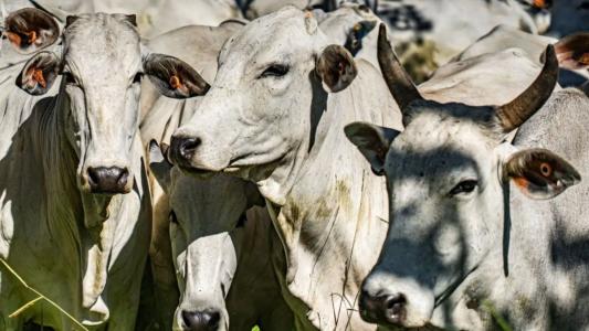 Vacas