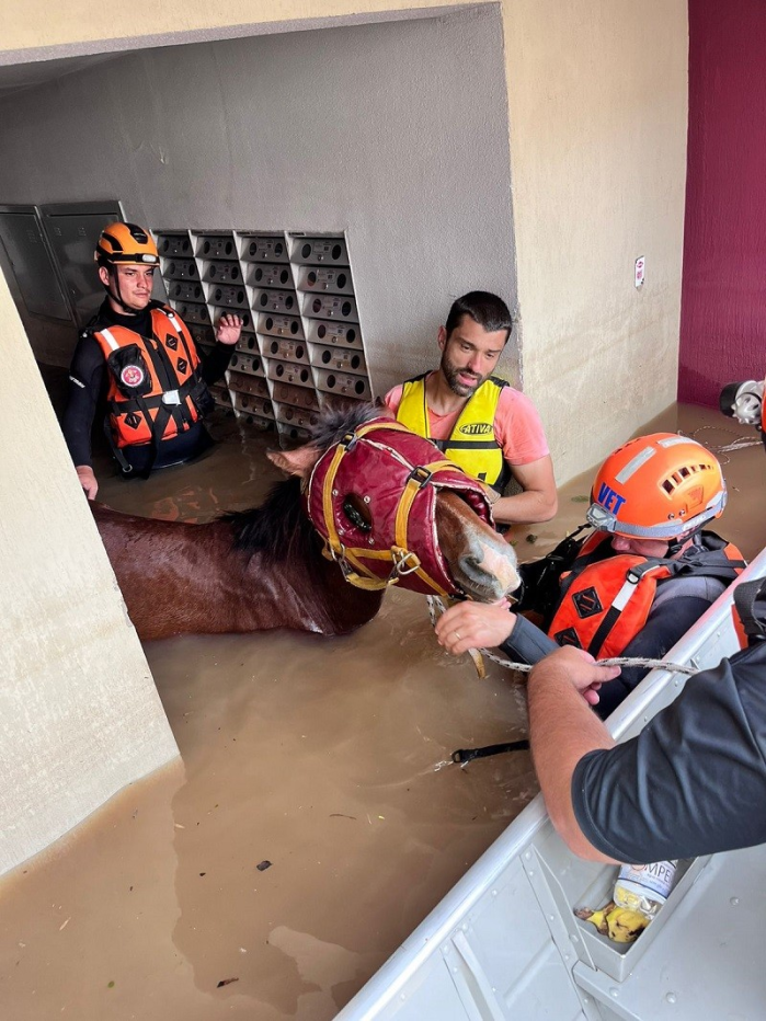 Cavalo foi resgatado em 2º andar de prédio em Canoas (RS) Cavalo foi resgatado em 2º andar de prédio em Canoas (RS)