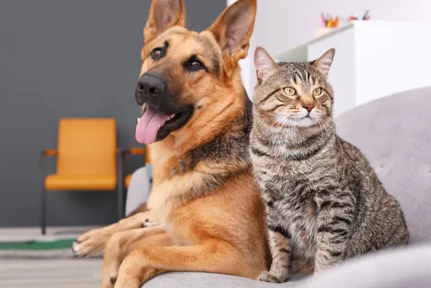 Mariana realiza mutirão de castração de cães e gatos em outubro