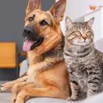 Mariana realiza mutirão de castração de cães e gatos em outubro