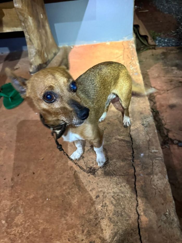 Cachorrinho que ajudou a identificar a vitima que caiu na cisterna