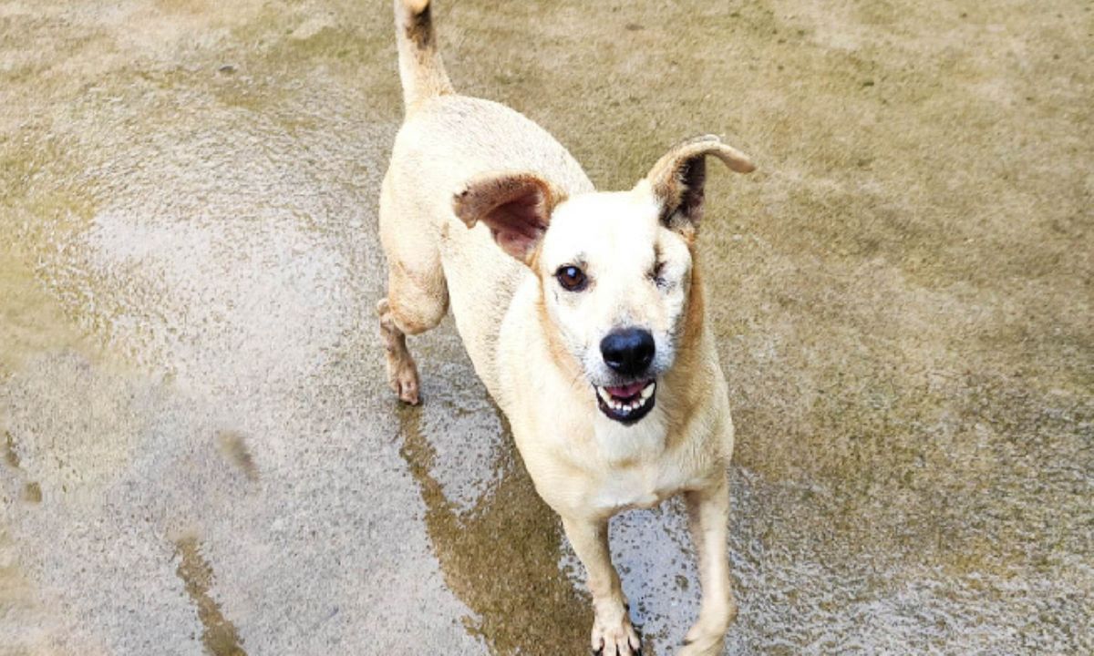 Me Adota Aí!: campanha promove adoção de cães com deficiência em Juiz de Fora